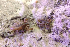 5 line devil scorpion (Hoffmannius spinigerus)