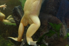 African Clawed Frog albino (Xenopus laevis)