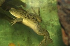 African clawed frog (Xenopus laevis)