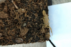 Arizona desert scorpion (Hadrurus arizonensis)