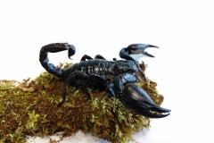 Asian rainforest scorpion (Heterometrus sp.)