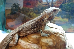Bearded dragon (Pogona vitticeps)