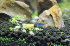 Blue tiger (Caridina cf. cantonensis)
