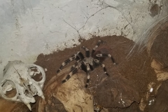 Brazilian red and white (Nhandu chromatus)