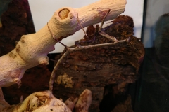 Cat eye mantis (Heterochaeta cf. occidentalis)
