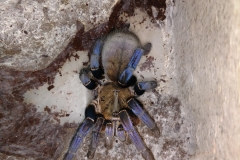 Cobalt blue tarantula (Cyriopagopus lividum)