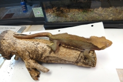 Crested gecko (Correlophus ciliatus)