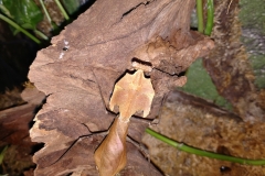 Dead leaf mantis (Deroplatys dessicata)