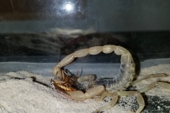 Desert Hairy Scorpion (Hadrurus arizonensis)