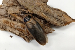 Dubian cockroach male (Blaptica dubia)