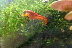 Dwarf Mexican crayfish (Cambarellus patzcuarensis)