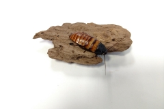 Dwarf hissing cockroach (Elliptorhina chopardi)