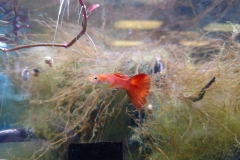 Fancy Guppy (Poecilia reticulate)