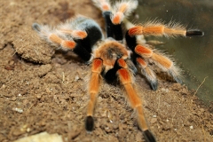 Fireleg tarantula(Brachymena boehmei)