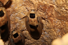 Giant Cave (Blaberus giganteus)