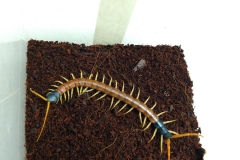 Giant desert centipede (Scolopendra heros) (1)