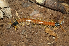 Giant desert centipede (Scolopendra heros)