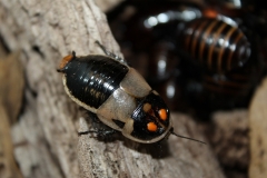 Glowspot cockroach (Lucihormetica subcincta)