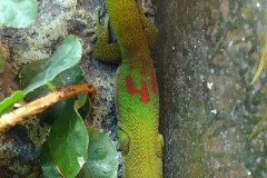Gold dust day gecko (Phelsuma laticauda)