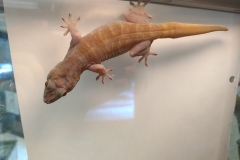 Golden gecko (Gekko badenii)