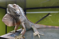 Green Iguana (Iguana iguana)