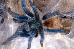 Green bottle blue tarantula (Chromatopelma cyaneopubescens) (1)