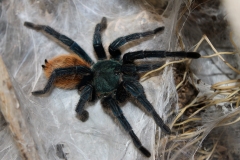 Green bottle blue tarantula (Chromatopelma cyaneopubescens)