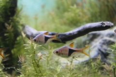 Harlequin rasbora (Rasbora heteromorpha)
