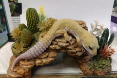 Leopard Gecko(Eublepharis macularius)