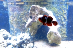 Lightning maroon clownfish (Premnas biaculeatus)