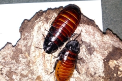 Madagascar Hisser (Gromphadorhina portentosa)
