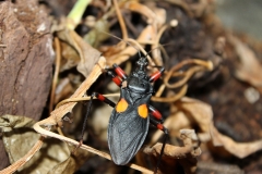 Mambo assassin bug (Platymeris sp. _Mambo) (1)