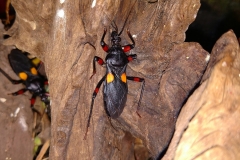 Mambo assassin bug (Platymeris sp. _Mambo)