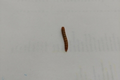 Mealworm (Tenebrio molitor)