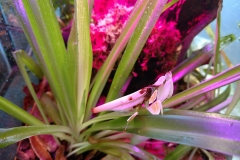 Orchid Mantis (Hymenopus coronatus)