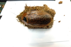 Peppered Roach (Archimandrita tesselata)