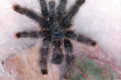 Pink Toe Tarantula (Avicularia versicolor)