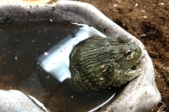 Pixie Frog ( Pyxicephalus sp.)