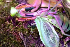Rainforest Mantis (Hierodula majuscula)