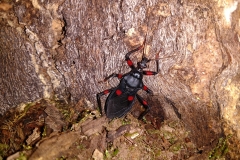 Red spot assassin bug (Platymeris laevicollis) (1)