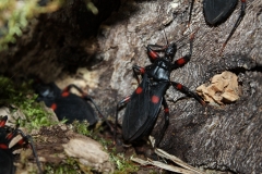 Red spot assassin bug (Platymeris laevicollis)