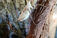 S. lineola (Sphodromantis lineola)