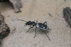 Sabre toothed ground beetle (Anthia sexmaculata)