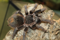 Salmon pink tarantula (Lasiodora parahybana)