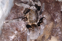 Species 1
