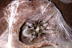 Species 2
