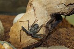 Tailless Whipspider (Damon diadema)