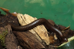 Texas brown millipede (Orthoporus ornatus)