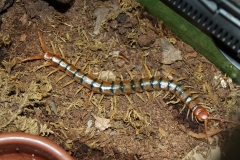 Tiger centipede ( Scolopendra polymorpha)