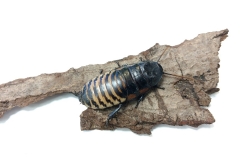 Tiger hissing cockroach (Gromphadorhina grandidieri)